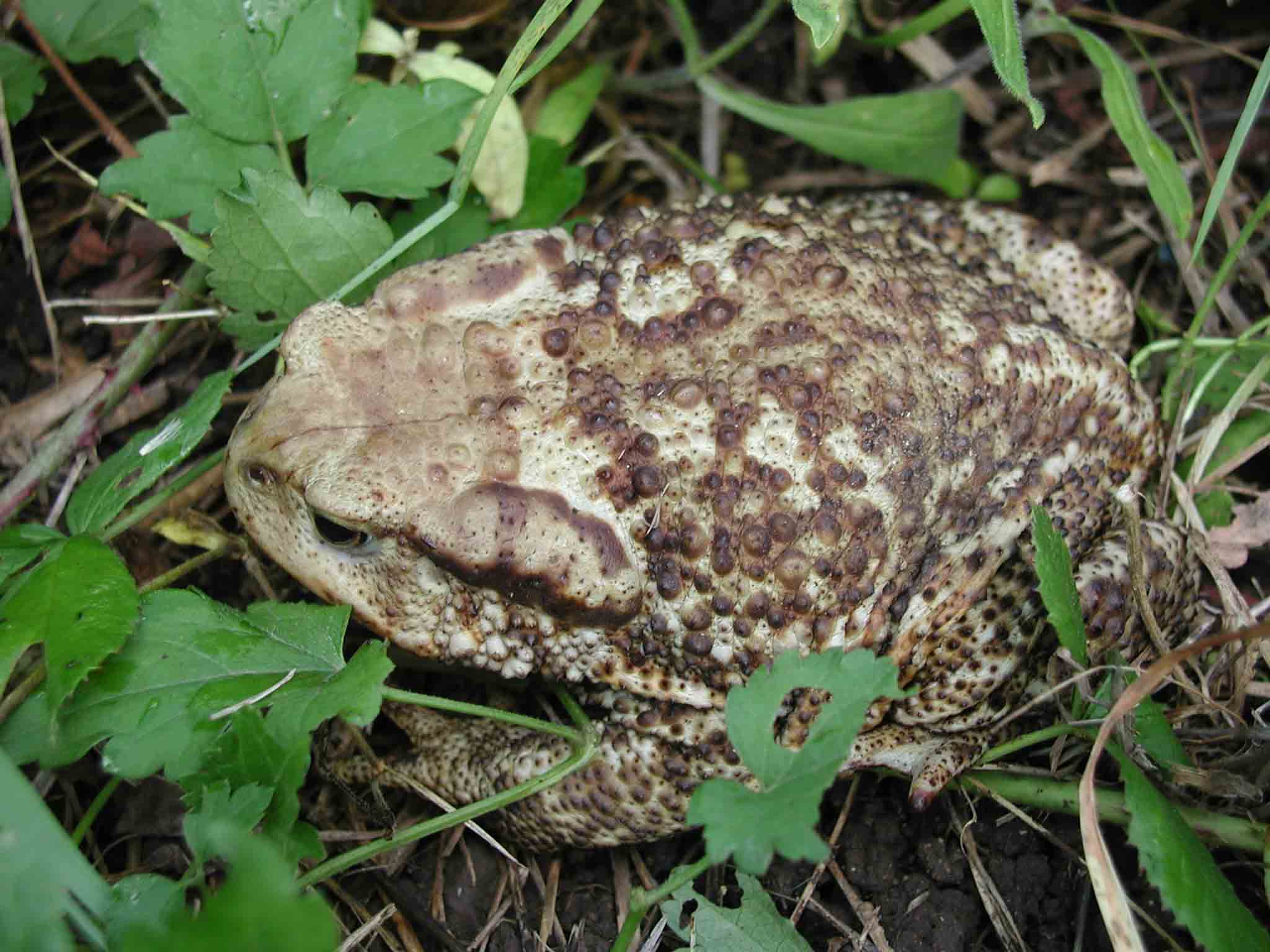 Bufo bufo